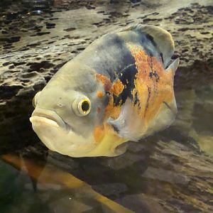 Astronotus ocellatus