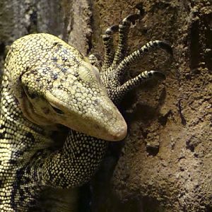 Varanus melinus