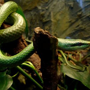 Rhynchophis boulengeri