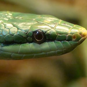 Rhynchophis boulengeri