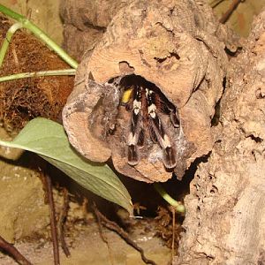 Poecilotheria regalis