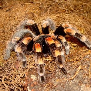 Brachypelma smithi