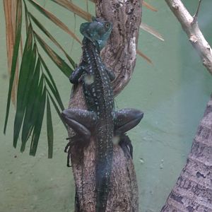 Green Basilisk