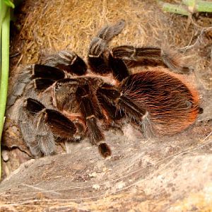Brachypelma vagans