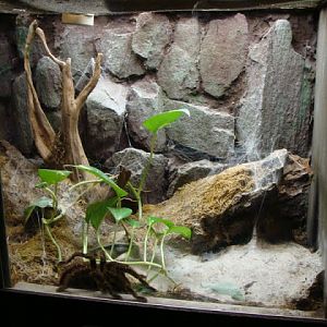 Terrarium  - Lasiodora sp.