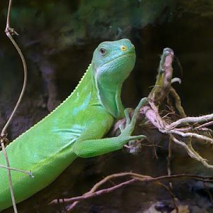 Brachylophus fasciatus