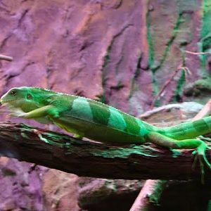 Brachylophus fasciatus