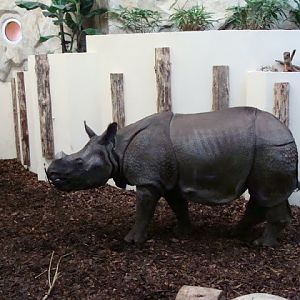 Rhinoceros unicornis