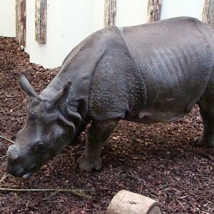 Rhinoceros unicornis