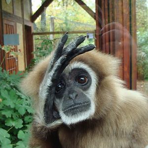 Hylobates lar