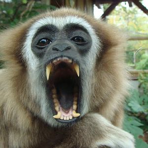 Hylobates lar