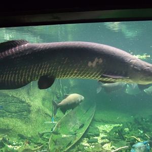 Arapaima