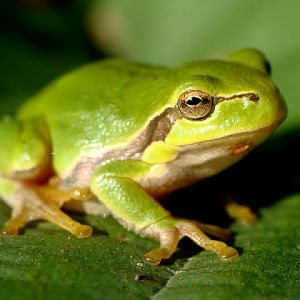Hyla arborea