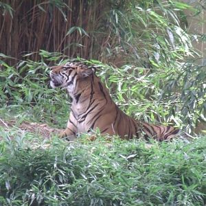 Sumatran Tiger