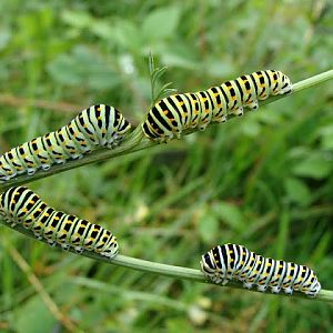 Papilio machaon