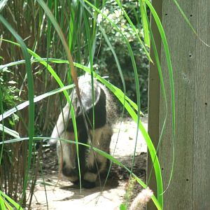Giant Anteater