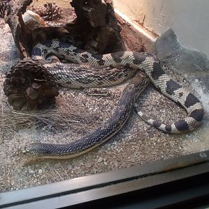 Pine Snake