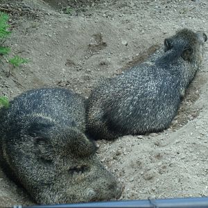 Collared Peccaries