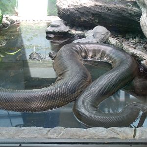 Green Anaconda