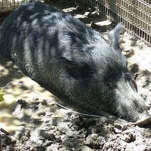 Ossabaw Island Hog
