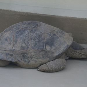 Aldabra Giant Tortoise