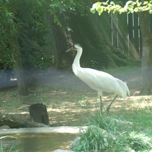Whooping Crane