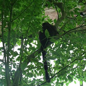 Goeldi's Monkey