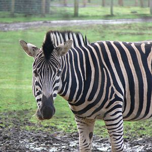 Chapman's Zebra at Yorkshire WP 01/11/12