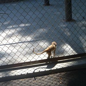 Patas Monkey