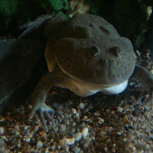 Lepidobatrachus laevis