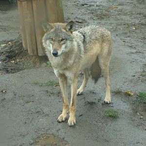 Canis lupus