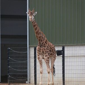 Giraffe at Yorkshire WP 01/11/12