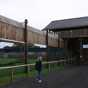 Leopard viewing at Yorkshire WP 01/11/12