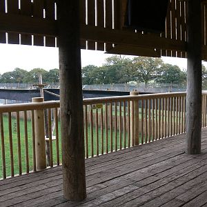 Leopard viewing at Yorkshire WP 01/11/12
