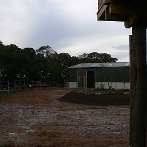 Giraffe exhibit at Yorkshire WP 01/11/12