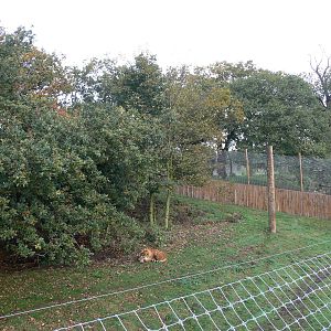 Land of the Tiger exhibit at Yorkshire WP 01/11/12