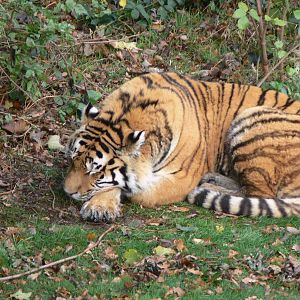Amur Tiger at Yorkshire WP 01/11/12