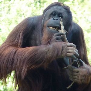 Bornean Orangutan, 19 September 2012