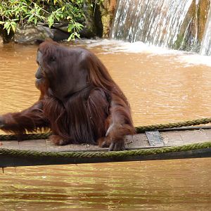 Bornean Orangutan, 7 October 2012