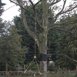 Lemur enrichment 1st November 2012