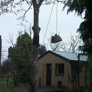 Lemur enrichment 1st November 2012