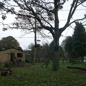 Lemur enrichment 1st November 2012