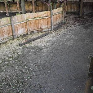 Vicuna hardstanding 1st November 2012