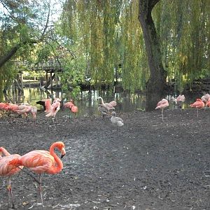 Flamingos 1st November 2012