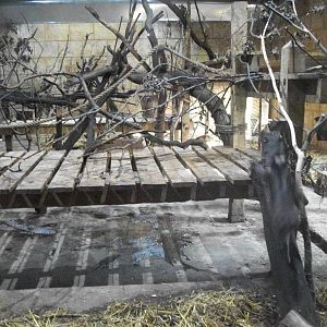 Indoor Mangabey area 1st November 2012