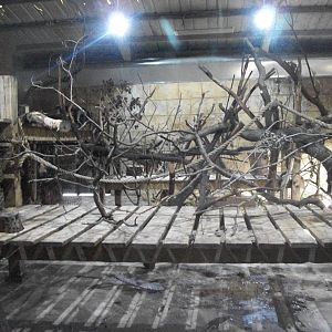 Indoor Mangabey area 1st November 2012