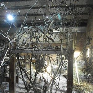 Indoor Mangabey area 1st November 2012