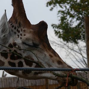 Giraffe at Yorkshire WP 01/11/12