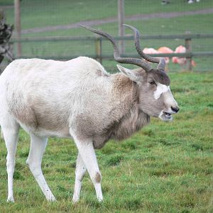 Addax at Yorkshire WP 01/11/12