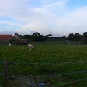 Addax Paddock at Yorkshire WP 01/11/12